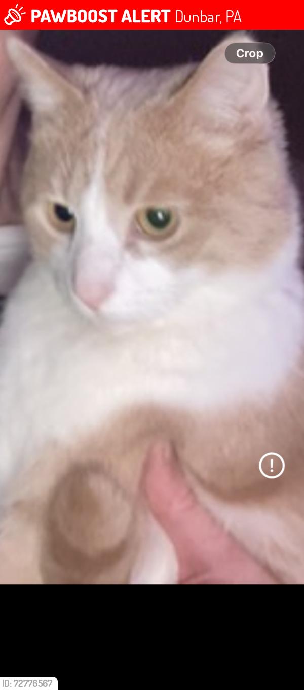 Lost Male Cat last seen Near Walnut st Dunbar, Dunbar, PA 15431