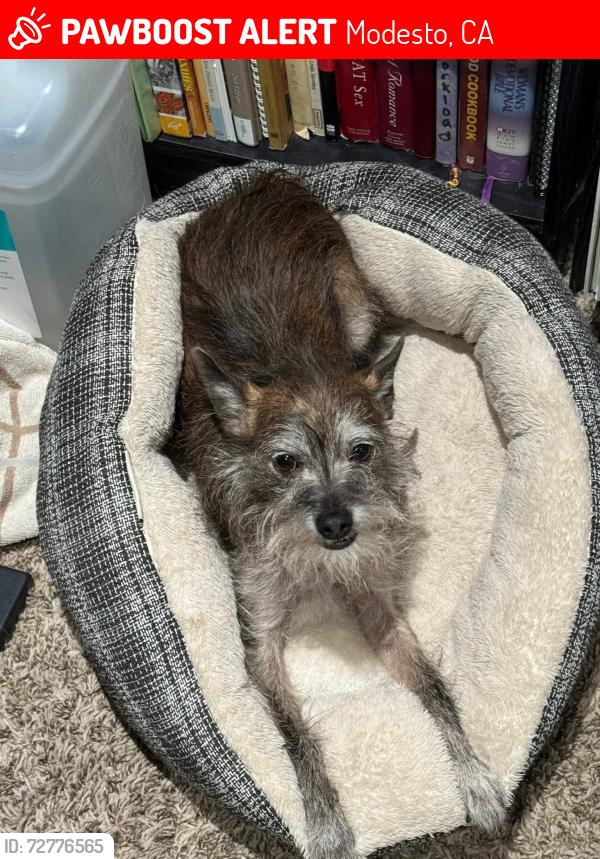 Lost Male Dog last seen Elm and Comstock Ct, Modesto, CA 95351