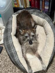 Lost Male Dog last seen Elm and Comstock Ct, Modesto, CA 95351
