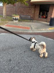 Lost Male Dog last seen Near N 29th st Gadsden Alabama , Gadsden, AL 35904