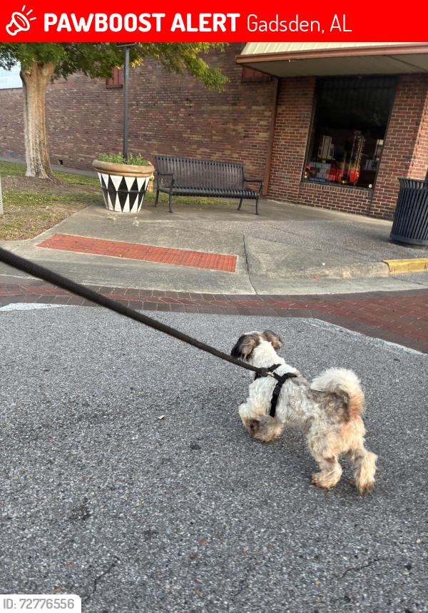 Lost Male Dog last seen Near N 29th st Gadsden Alabama , Gadsden, AL 35904