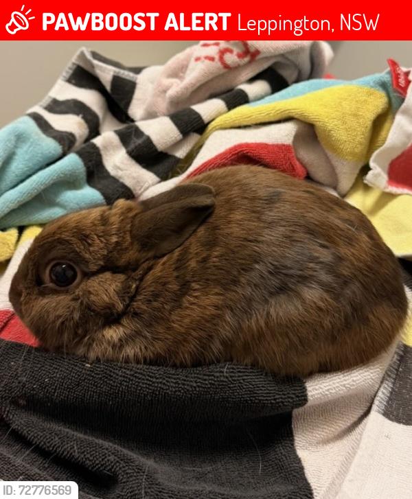 Lost Male Rabbit last seen Jamboree Avenue , Leppington, NSW 2179