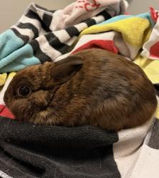 Lost Male Rabbit last seen Jamboree Avenue , Leppington, NSW 2179