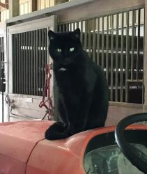 Lost Male Cat last seen Wade Drive, Clement Drive, Clement Cove area of Rossville, Rossville, TN 38066