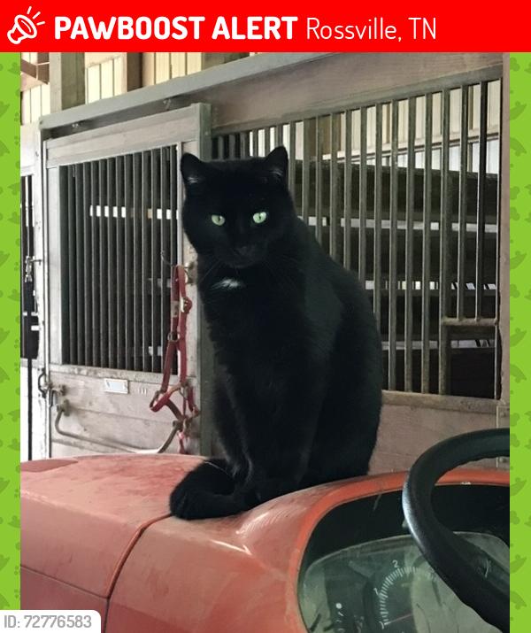 Lost Male Cat last seen Wade Drive, Clement Drive, Clement Cove area of Rossville, Rossville, TN 38066