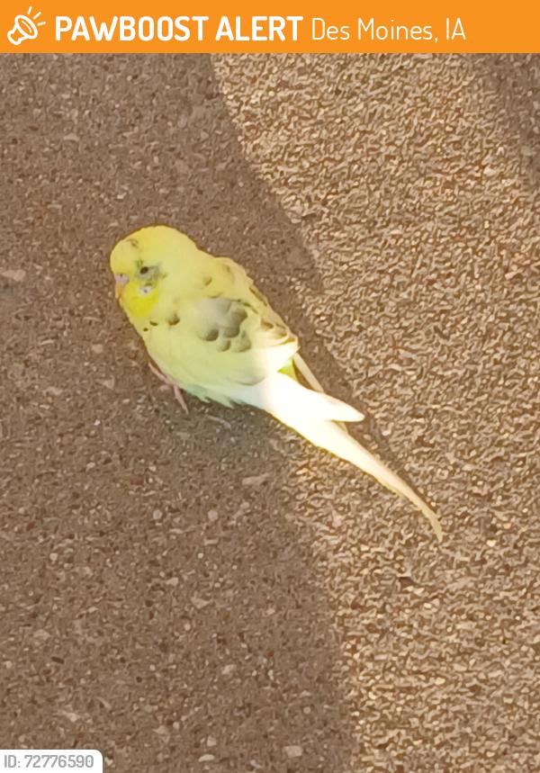 Found/Stray Unknown Bird last seen Thrift store next to dollar tree on Merle Hays des moines iowa, Des Moines, IA 50310