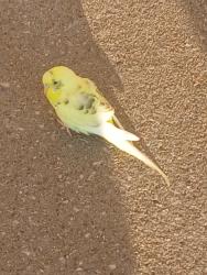 Found/Stray Unknown Bird last seen Thrift store next to dollar tree on Merle Hays des moines iowa, Des Moines, IA 50310