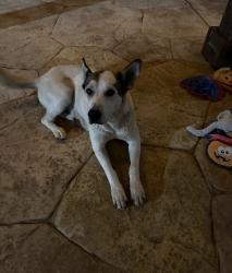 Found/Stray Female Dog last seen Venison road and ovilla , Red Oak, TX 75154