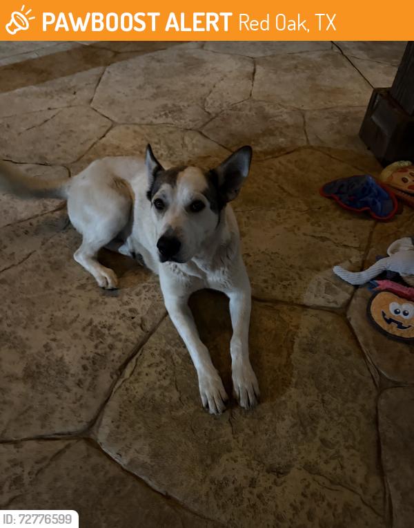 Found/Stray Female Dog last seen Venison road and ovilla , Red Oak, TX 75154