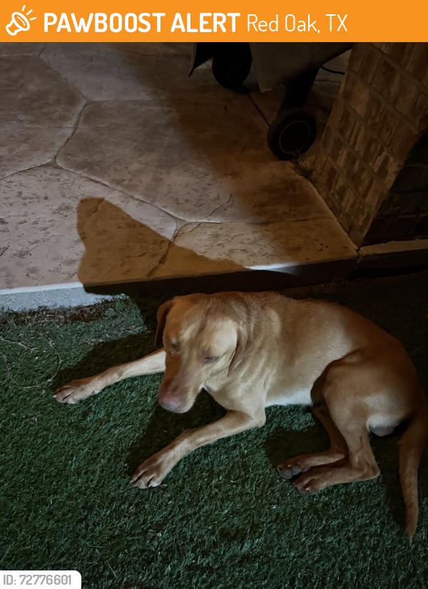 Found/Stray Male Dog last seen Ovilla road and venison , Red Oak, TX 75154