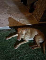 Found/Stray Male Dog last seen Ovilla road and venison , Red Oak, TX 75154