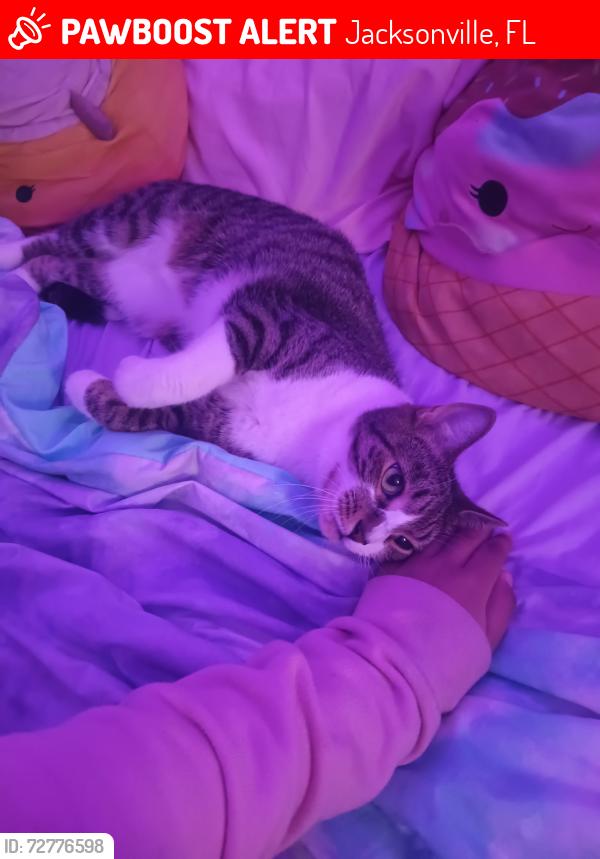 Lost Male Cat last seen Newton and Hogan rd, Jacksonville, FL 32216
