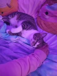 Lost Male Cat last seen Newton and Hogan rd, Jacksonville, FL 32216