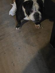Found/Stray Female Dog last seen Diamondhead dr, San Jose, CA 95136