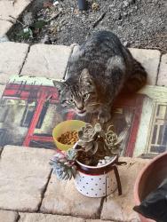 Found/Stray Unknown Cat last seen Arlington street , Redwood City, CA 94062