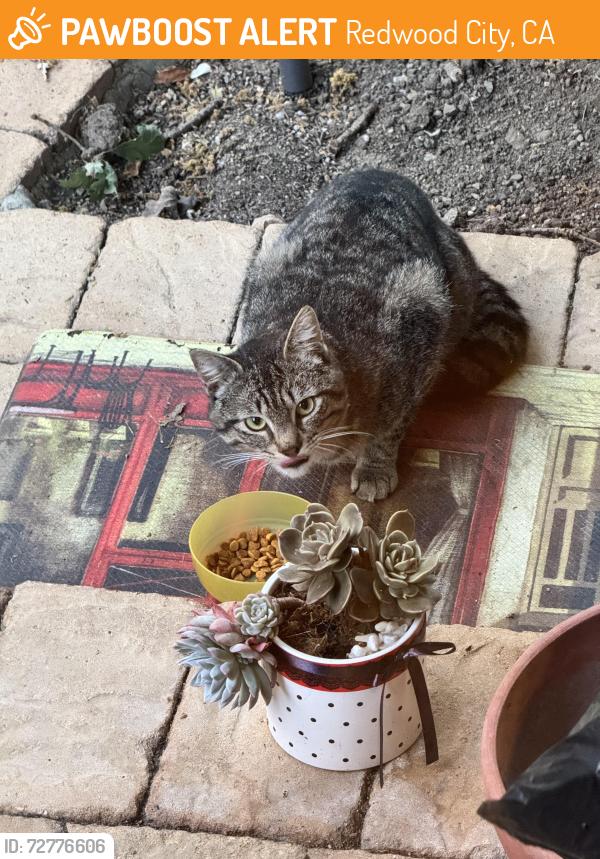 Found/Stray Unknown Cat last seen Arlington street , Redwood City, CA 94062