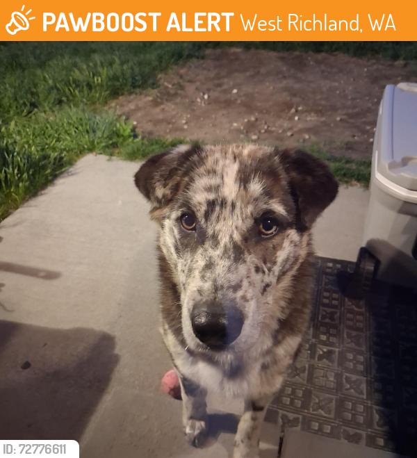 Surrendered Female Dog last seen Hibiscus and Peony St, West Richland, WA 99353