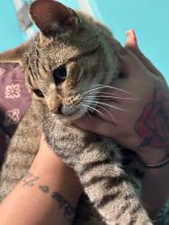 Found/Stray Female Cat last seen Found around Gun Hill train station cross from the church, The Bronx, NY 10467