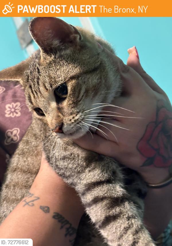 Found/Stray Female Cat last seen Found around Gun Hill train station cross from the church, The Bronx, NY 10467