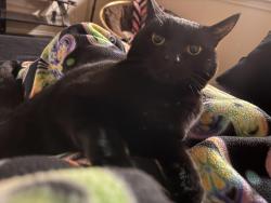 Lost Female Cat last seen Mount cameron drive and Mount shavano , Brighton, CO 80601