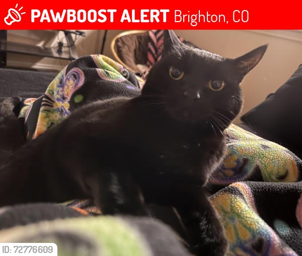 Lost Female Cat last seen Mount cameron drive and Mount shavano , Brighton, CO 80601
