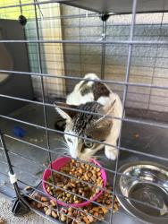 Found/Stray Female Cat last seen Near Huntsman Drive Sacramento CA 95826, Sacramento, CA 95826