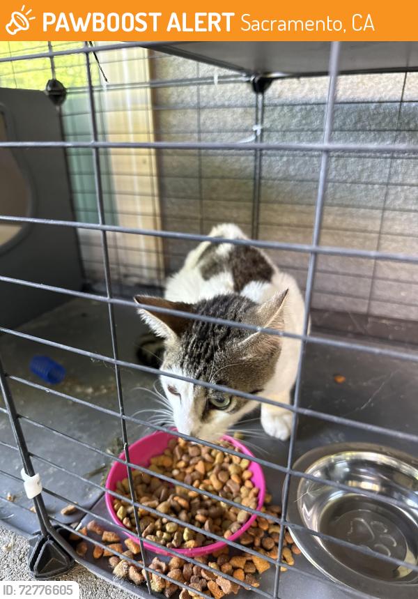 Found/Stray Female Cat last seen Near Huntsman Drive Sacramento CA 95826, Sacramento, CA 95826