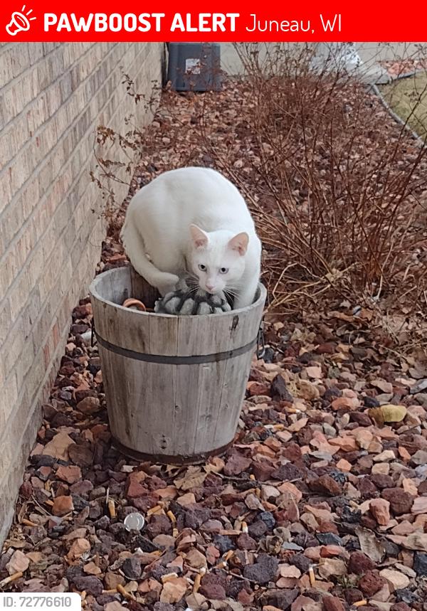 Lost Male Cat last seen Fairfield Ave., Juneau, WI 53039