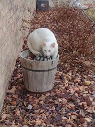 Lost Male Cat last seen Fairfield Ave., Juneau, WI 53039