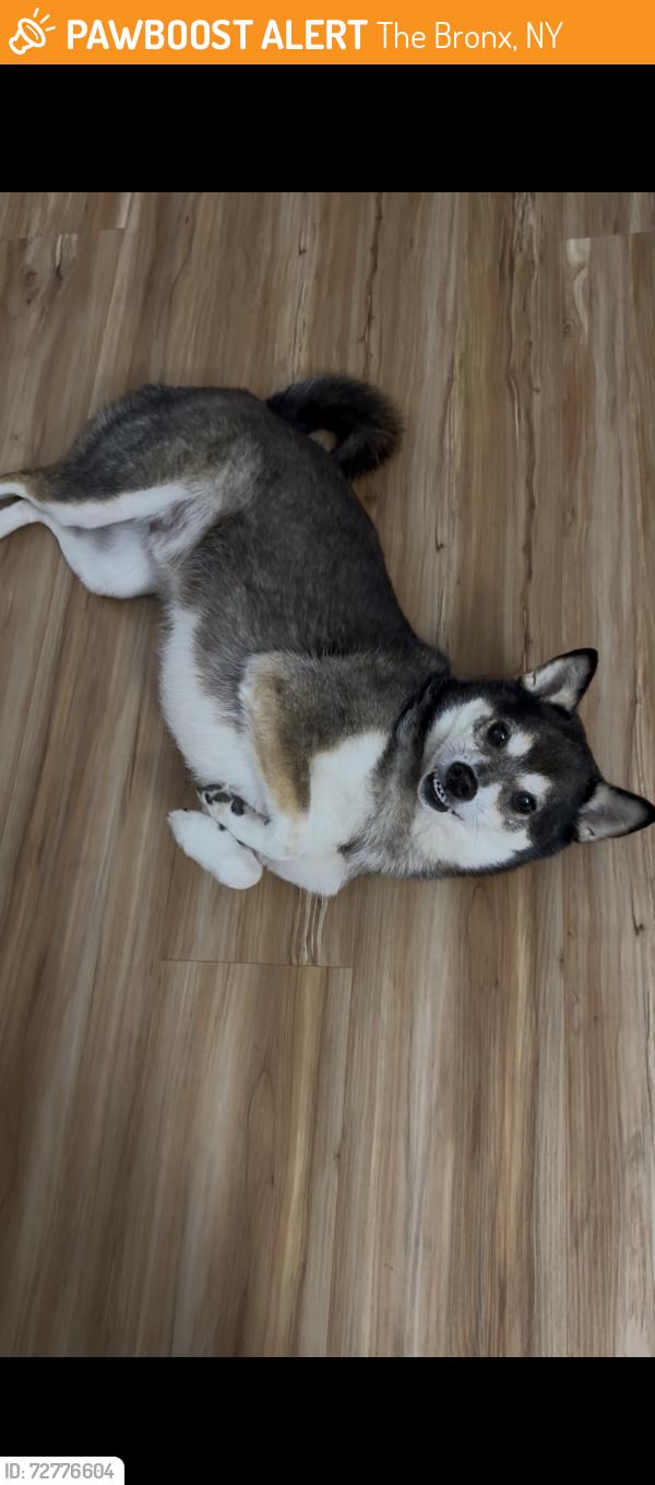 Found/Stray Male Dog last seen Eastchester and Gunhill Roads, The Bronx, NY 10469