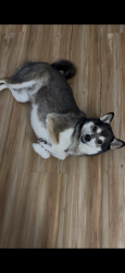 Found/Stray Male Dog last seen Eastchester and Gunhill Roads, The Bronx, NY 10469