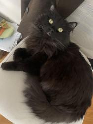 Lost Male Cat last seen Simon Place and Homeside Ave, West Haven, CT 06516