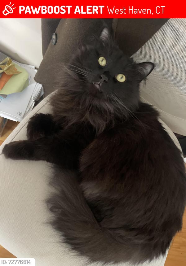 Lost Male Cat last seen Simon Place and Homeside Ave, West Haven, CT 06516