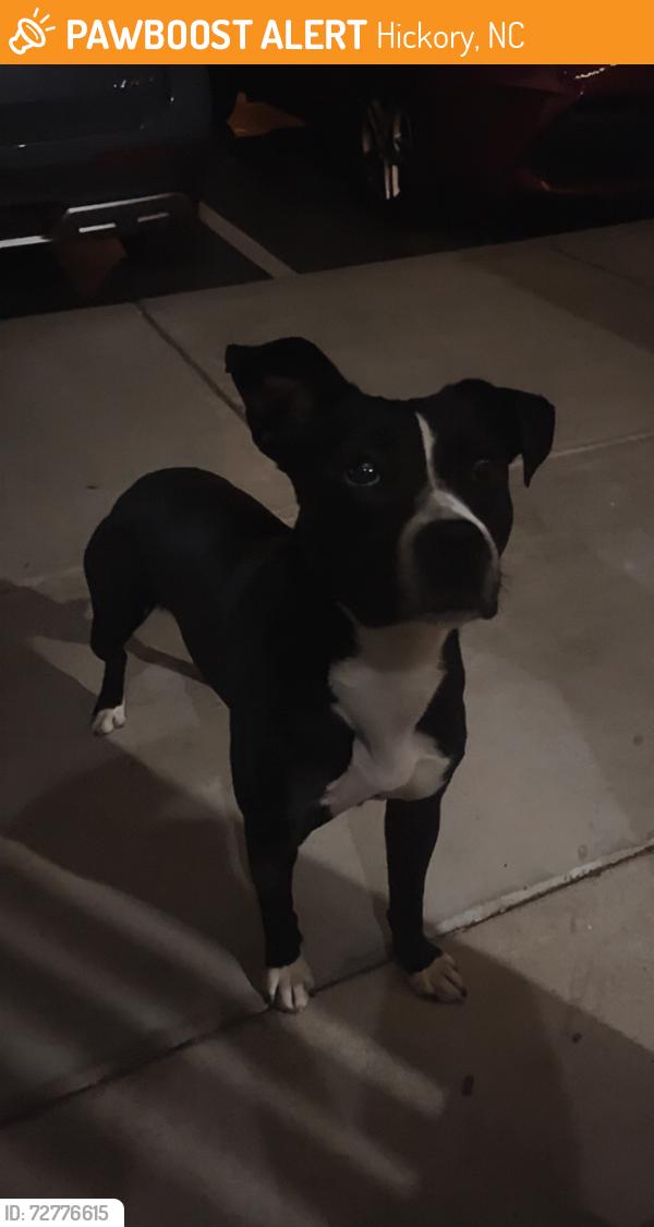 Found/Stray Unknown Dog last seen Near North apmts, Hickory, NC 28601