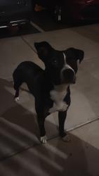 Found/Stray Unknown Dog last seen Near North apmts, Hickory, NC 28601