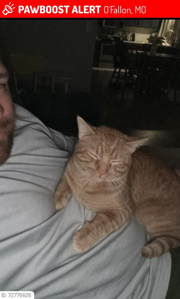 Lost Male Cat last seen Highway K and 364, O'Fallon, MO 63368