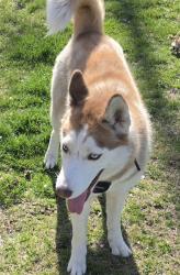 Found/Stray Female Dog last seen 470e 2150s bountiful utah, Bountiful, UT 84010