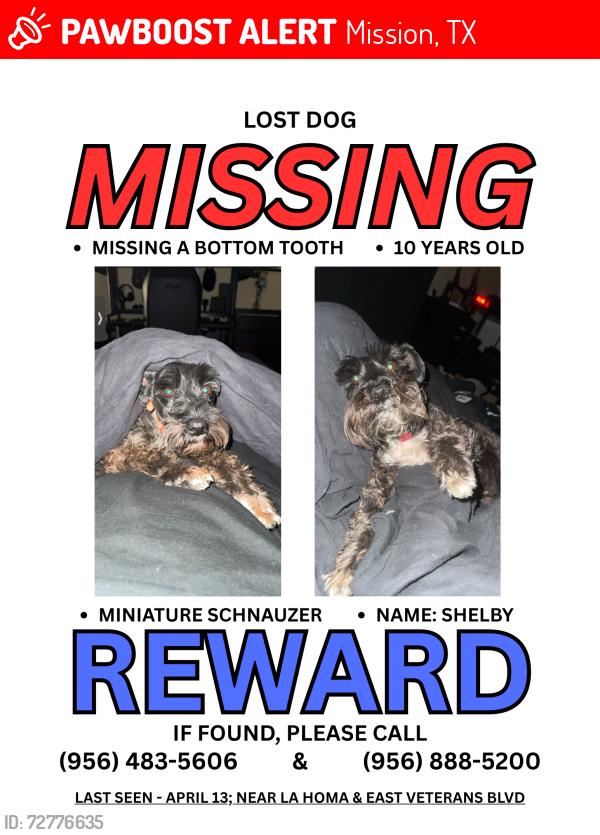 Lost Female Dog last seen La Homa, Mission, TX 78572