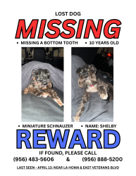 Lost Female Dog last seen La Homa, Mission, TX 78572