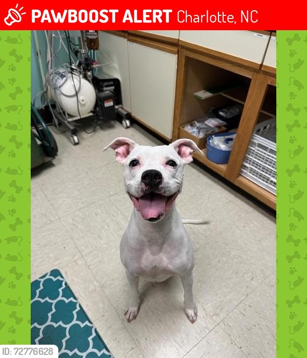 Lost Female Dog last seen Near E WT Harris by the Food Lion, Charlotte, NC 28212