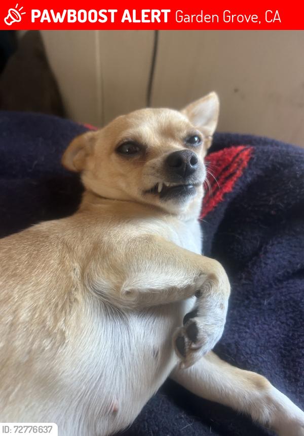 Lost Female Dog last seen Trask ave, Garden Grove, CA 92843