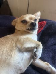 Lost Female Dog last seen Trask ave, Garden Grove, CA 92843