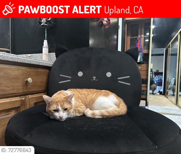 Lost Male Cat last seen San antonio and 23rd, Upland, CA 91784