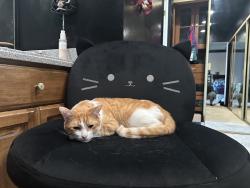 Lost Male Cat last seen San antonio and 23rd, Upland, CA 91784