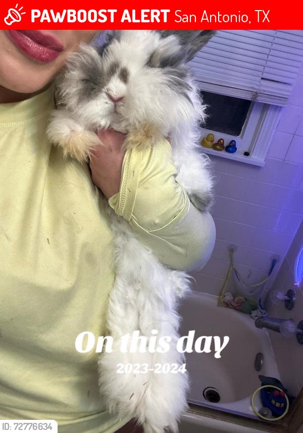 Lost Female Rabbit last seen Krie trail, San Antonio, TX 78245