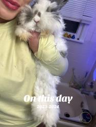 Lost Female Rabbit last seen Krie trail, San Antonio, TX 78245
