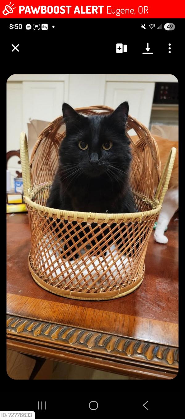 Lost Female Cat last seen North Gilham Rd, Eugene, OR 97408