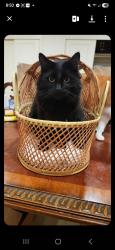 Lost Female Cat last seen North Gilham Rd, Eugene, OR 97408