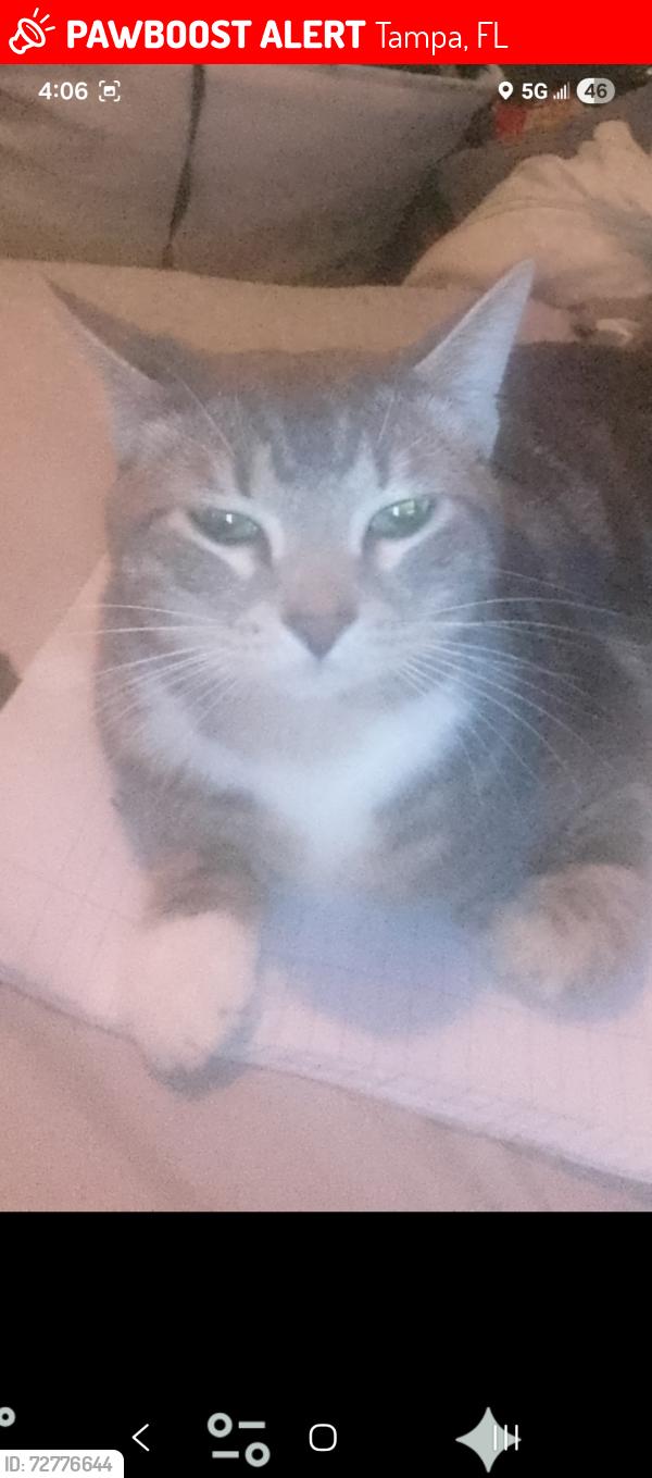 Lost Male Cat last seen W Alva st. N hale ave tampa fl 33614, Tampa, FL 33614