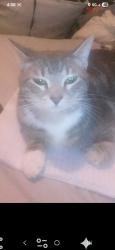 Lost Male Cat last seen W Alva st. N hale ave tampa fl 33614, Tampa, FL 33614